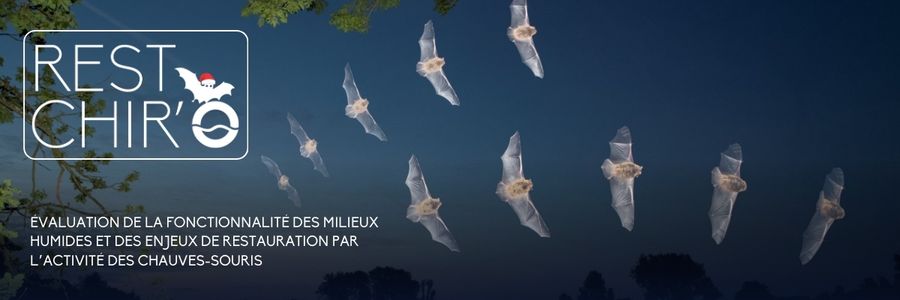 Chauve-souris en vol au dessus de la surface de l'eau, de nuit