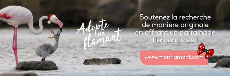 Adopte un flamant