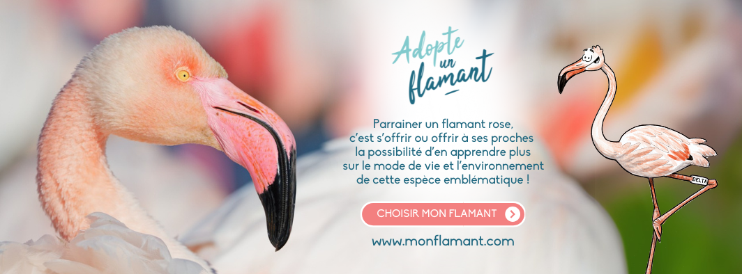 Adopte un flamant