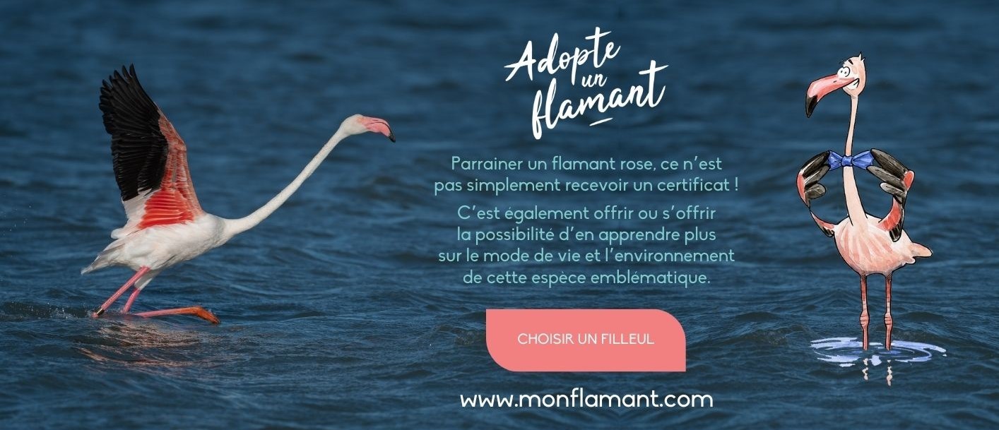 Adopte un flamant