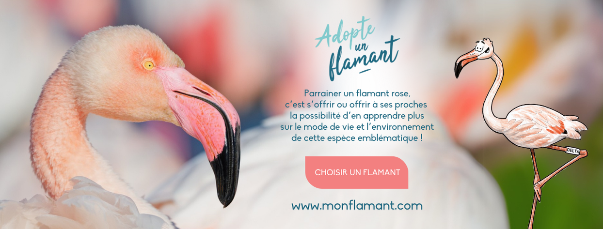 Adopte un flamant